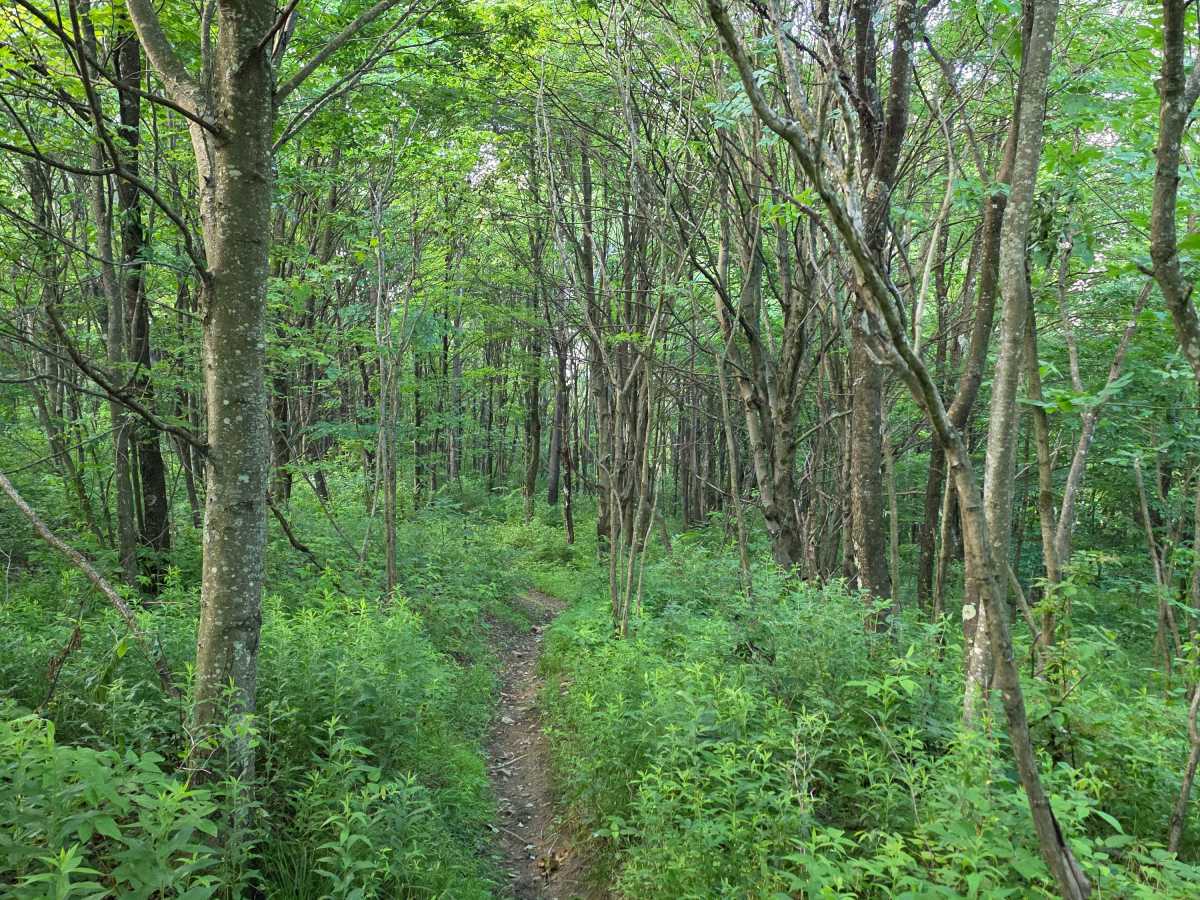 Single Track A photo 4