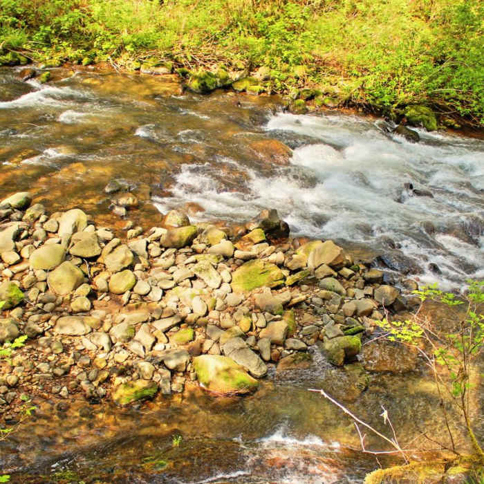 Near Sweet Creek Hike