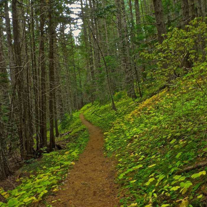 Almost back to the Crystal Lake trail junction Near Ridge Trail