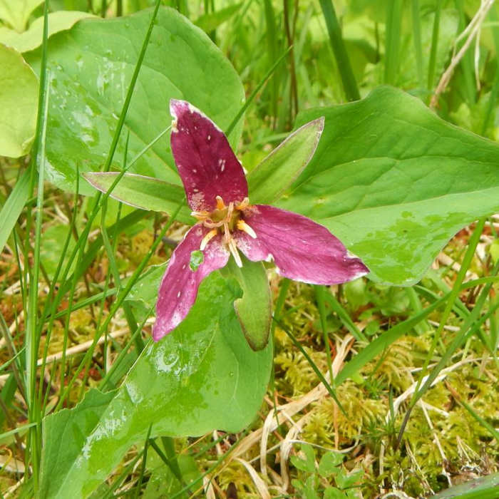Near Marys Peak via East Ridge