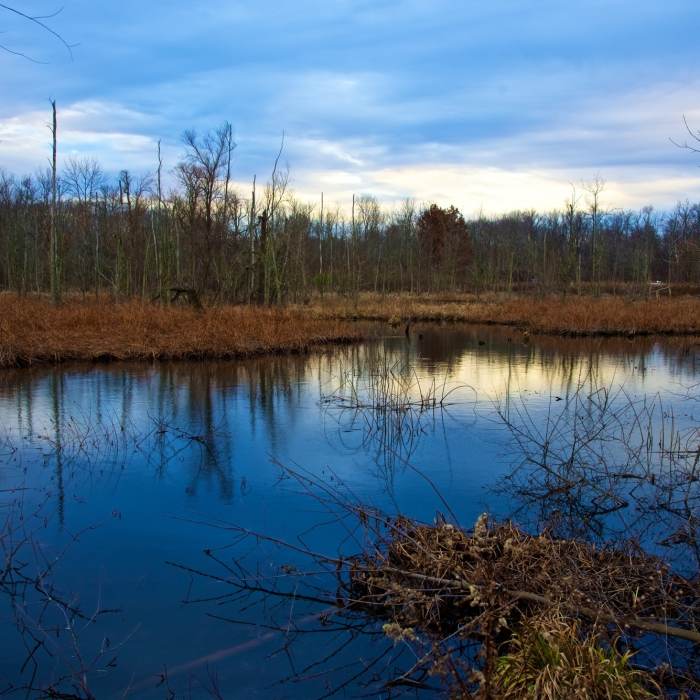 Great late fall view from the paved handicap-accessible Great Marsh Trail. Near Great Marsh Trail
