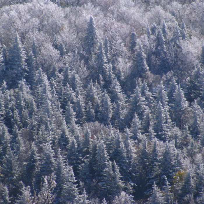 Snow covered hemlocks Near Sam Knob Loop