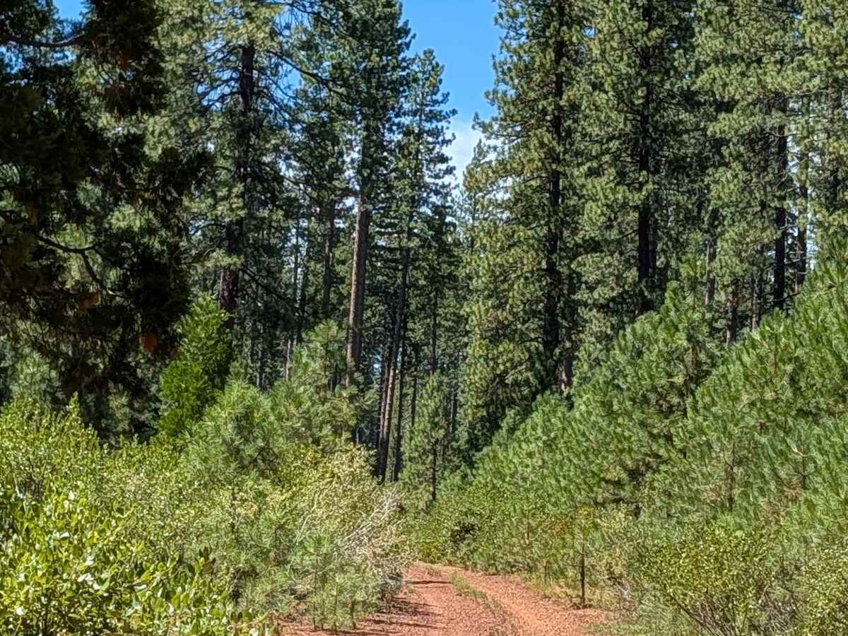 Bear Wallow East - FS 40N12 photo 6