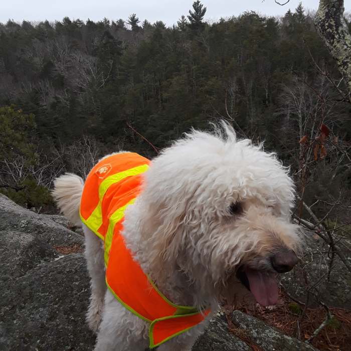 Jack catching up on some breath. Near Long Pond (a.k.a. Moonrise Kingdom)