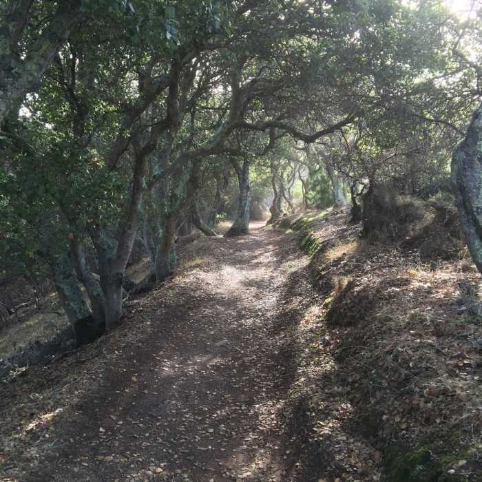 Near Mt. Livermore Summit - North Ridge Trail