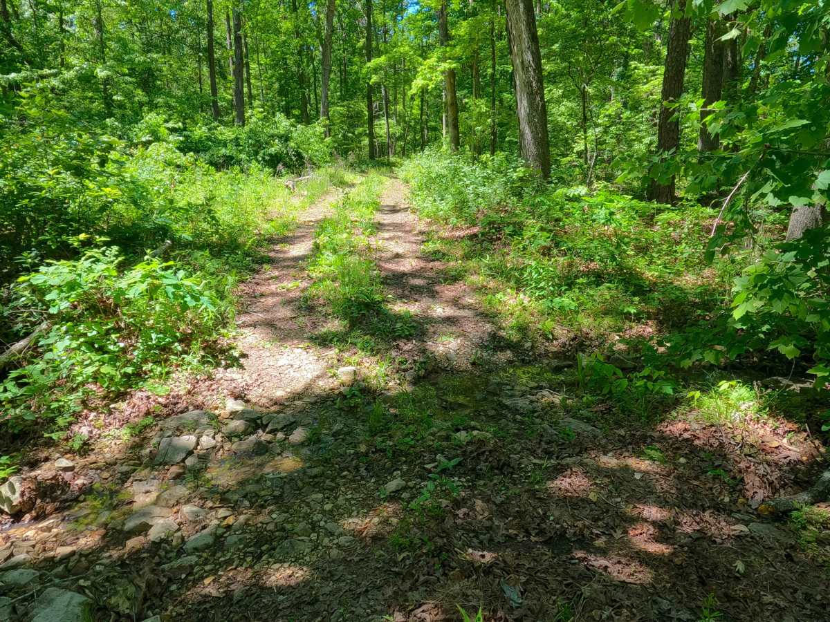 South Cane - FS 3575 photo 4