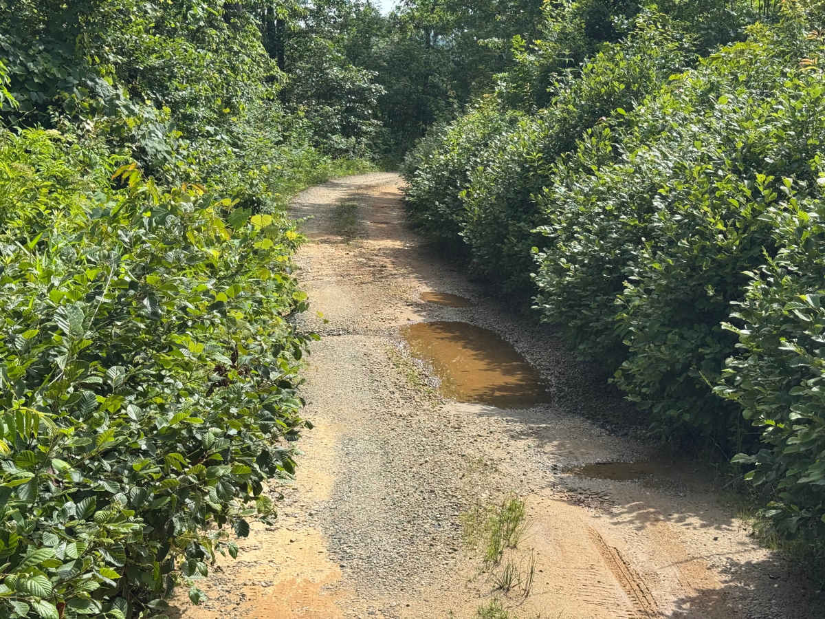 Stonewall Creek - FS 20 photo 5