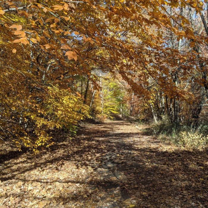 It's fall, and the leaves are falling along Valley View Drive. Beautiful colors and views. Near Valley View Drive