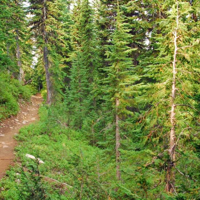 Near Jefferson Park Hike via Park Ridge