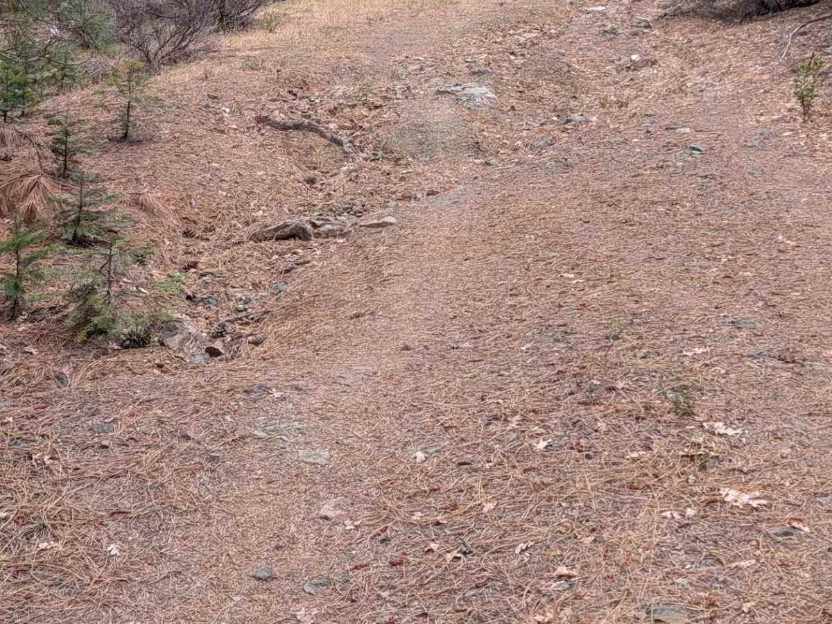 North Post Creek Road - FS 1N02 photo 4