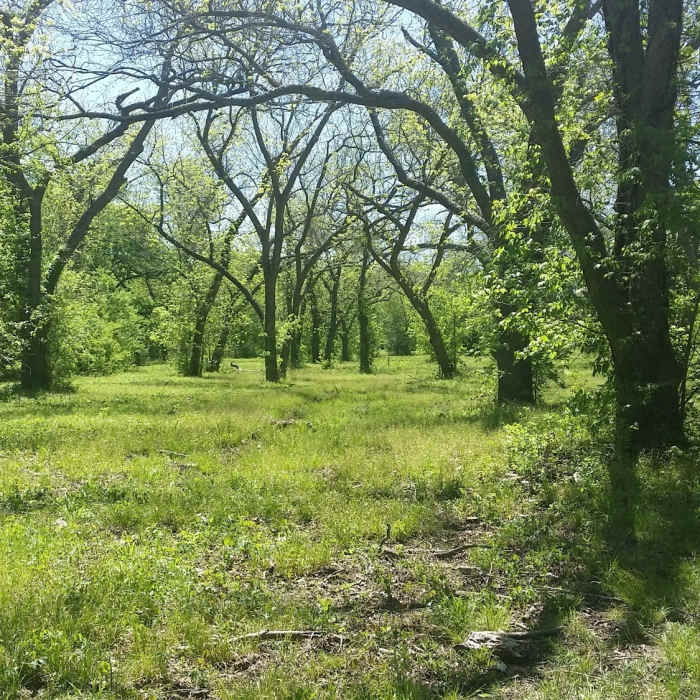 Near Cottonwood Creek Preserve