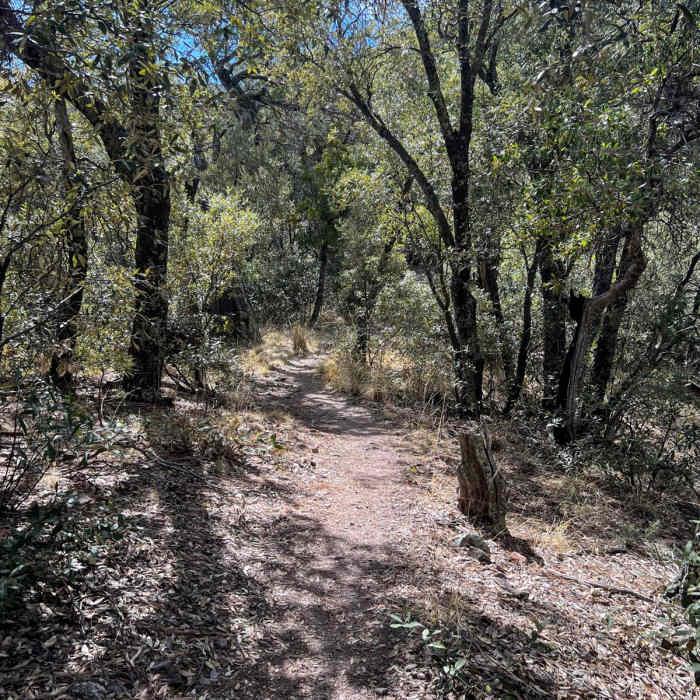 Near Gardner Canyon to Madera Canyon