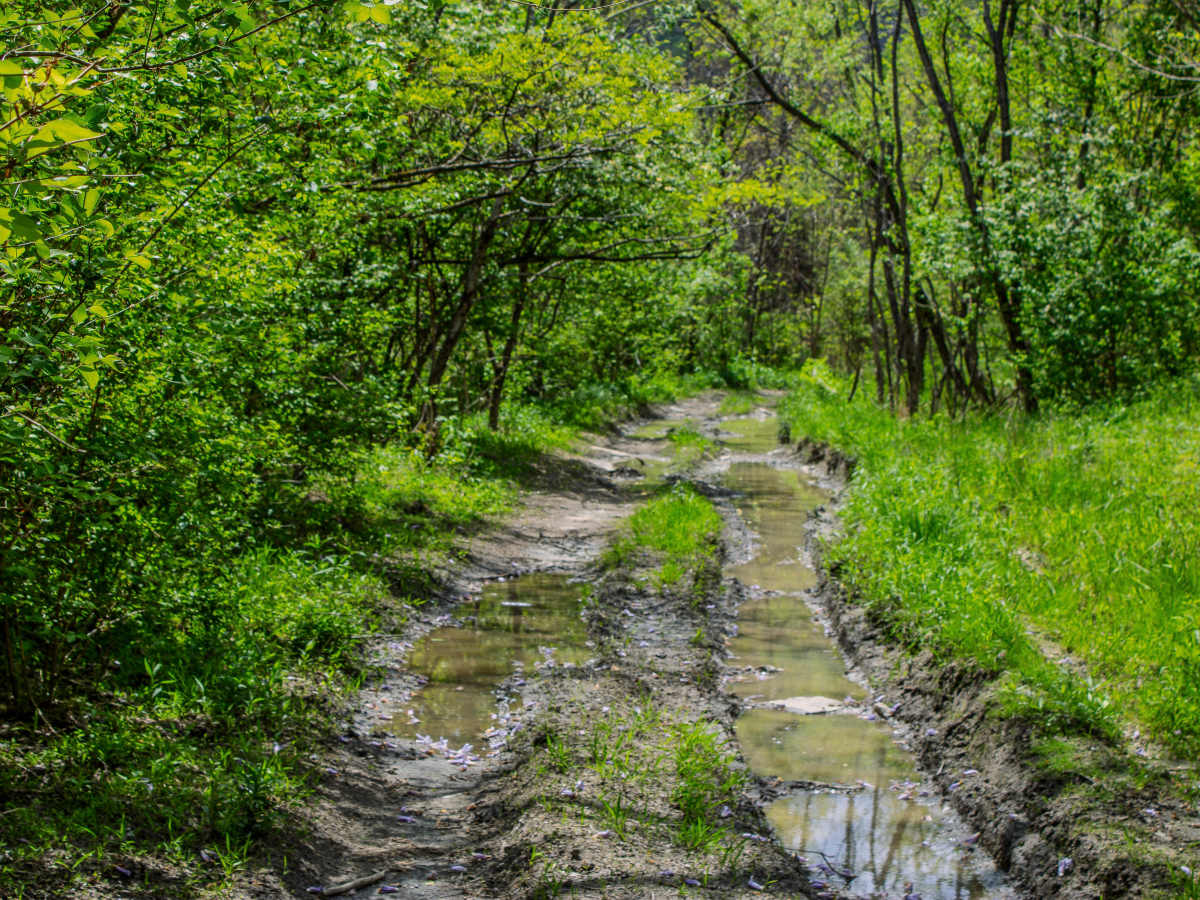 GS1 Trail photo 6