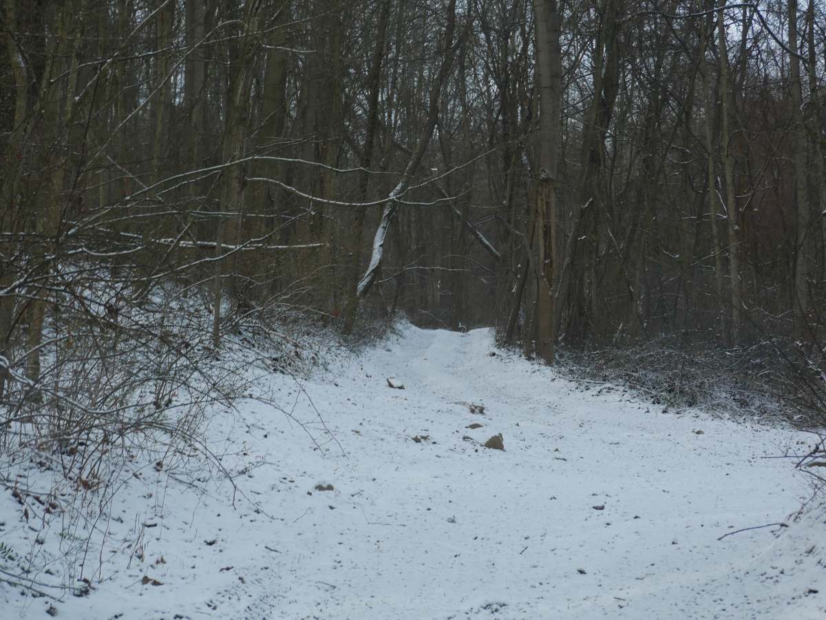 Trail 37 photo 5