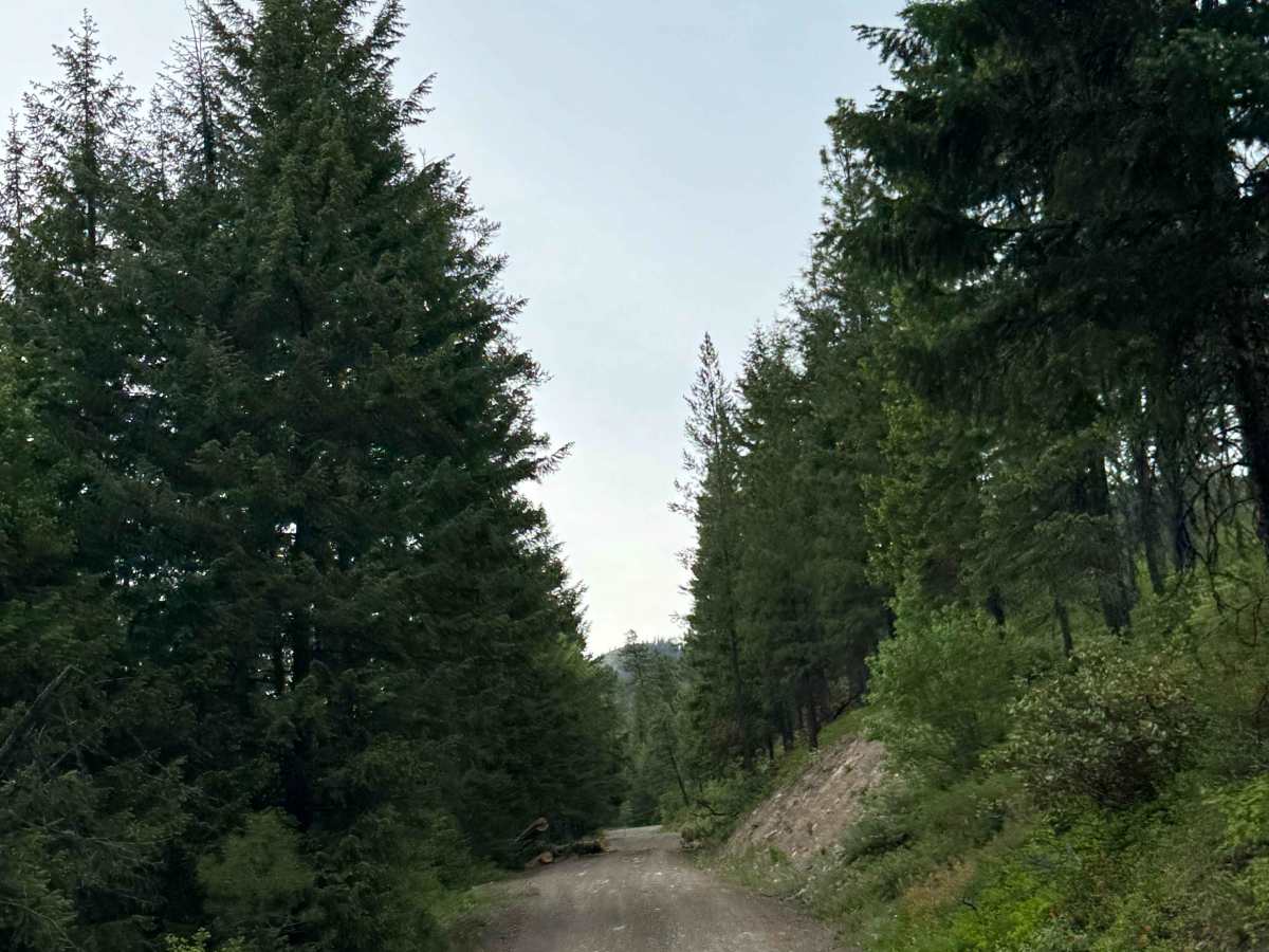 Cub Creek Road photo 6