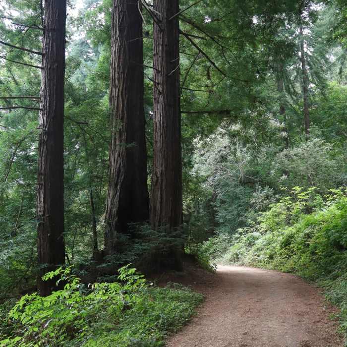 Near Skyline To The Sea Loop