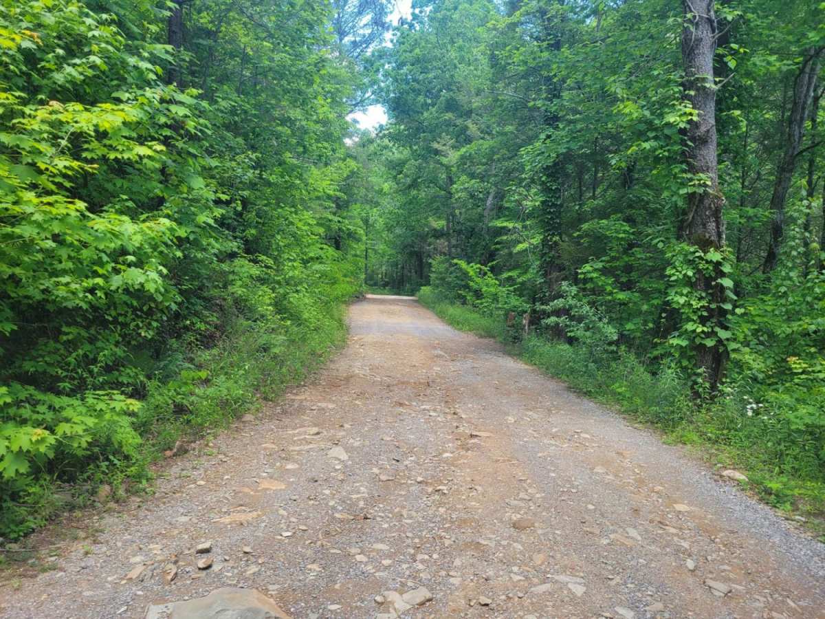 Ladd Springs Road (221) photo 6
