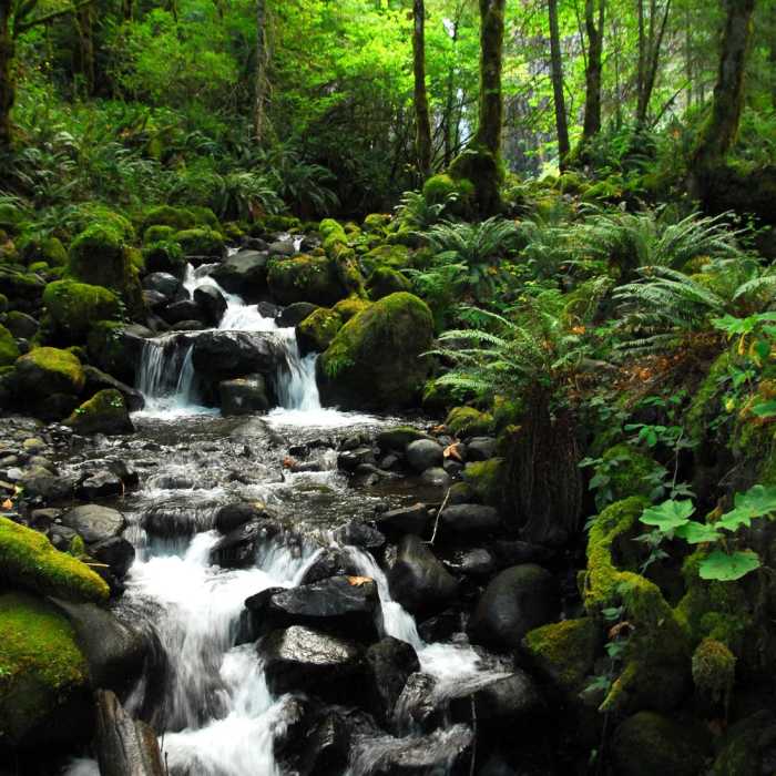 Near Dry Creek Falls