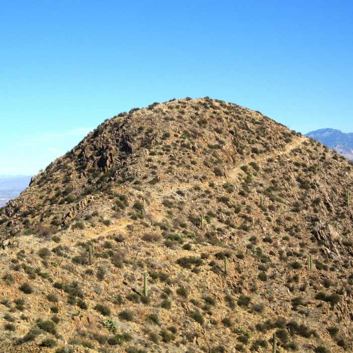 The summit of Wasson Peak rises above the last trail spur. with permission from John McCall Near Hugh Norris Trail