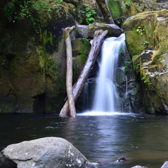 Sweet Creek Falls Near Sweet Creek Trail #1319