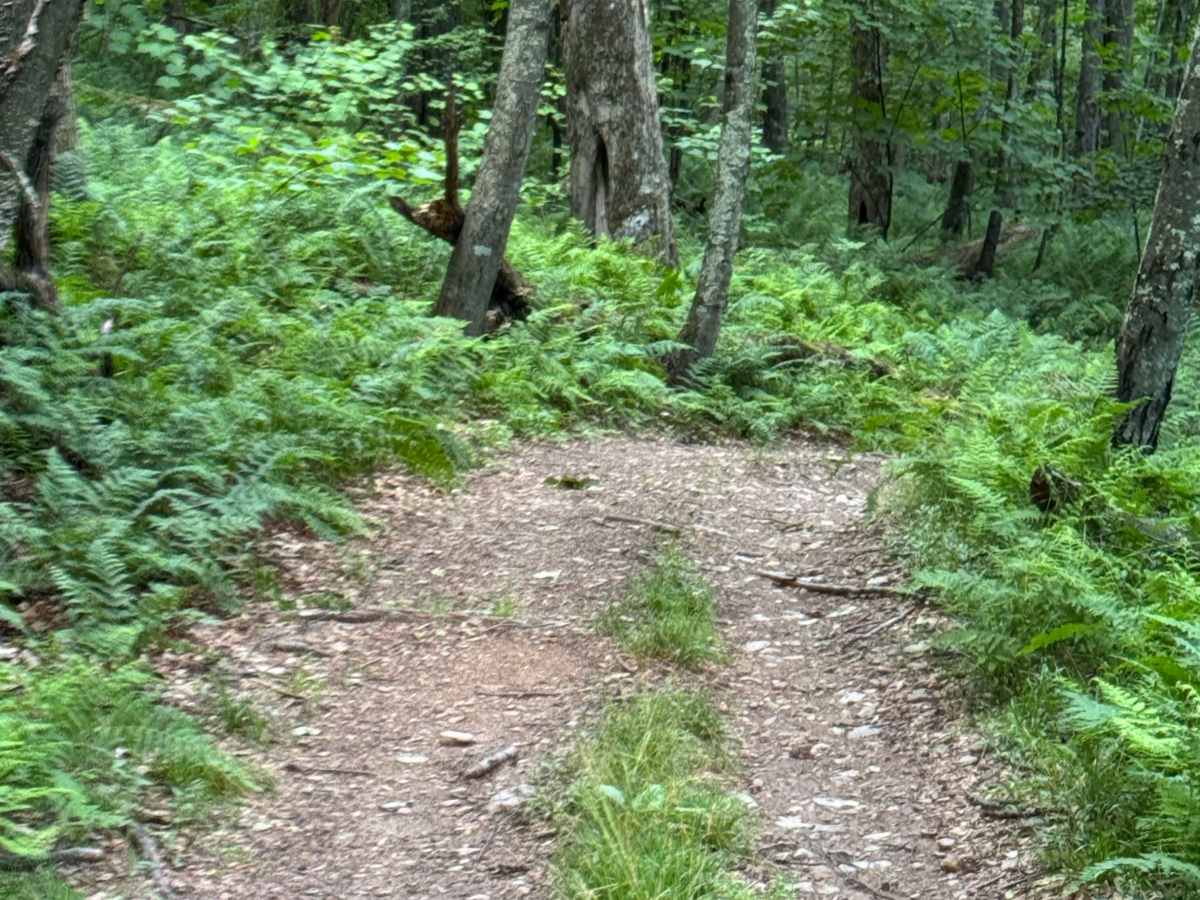 Spruce Lane photo 4