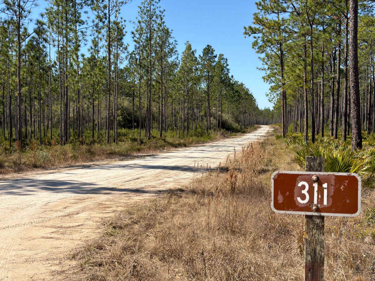 Albert - FS 311 trail photo