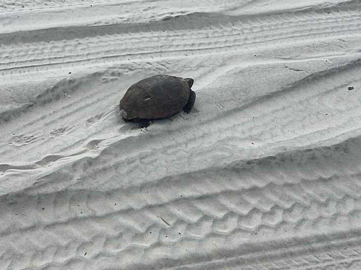 Amelia Island State Park photo 4