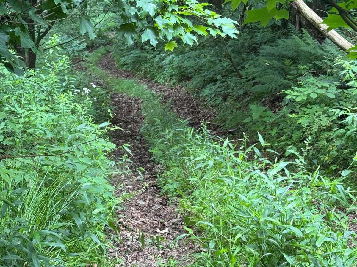 Trail 71 photo 5