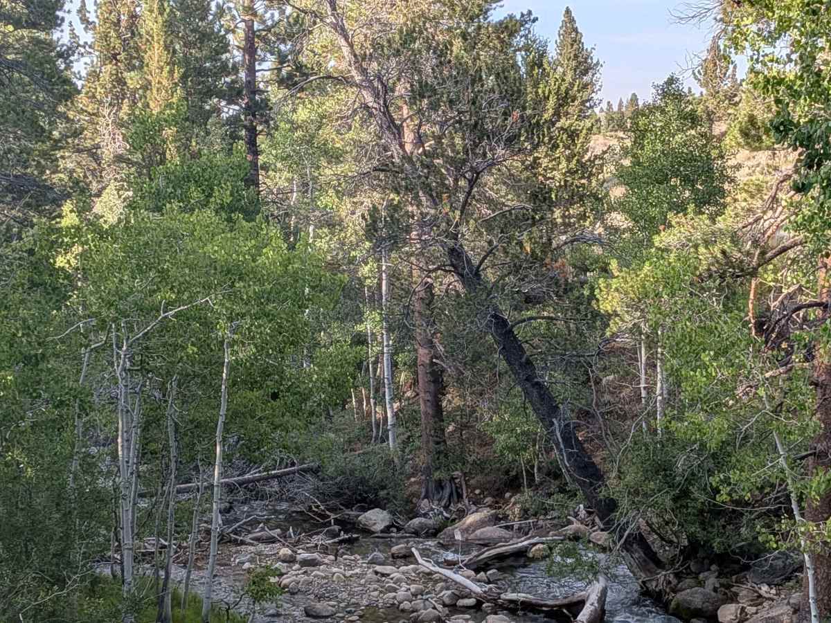 Little Walker Road - FS 22057 photo 6