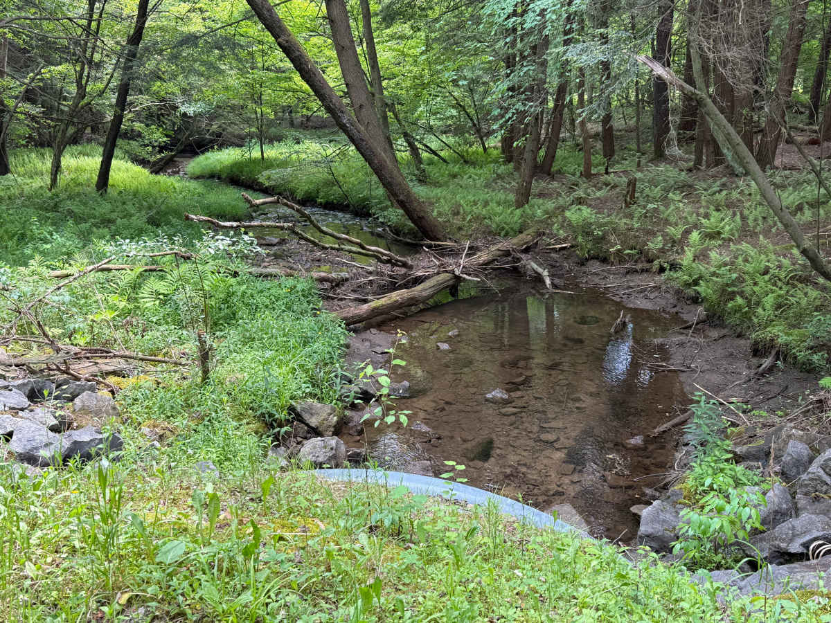 Hoffman Run - FS 322 photo 6