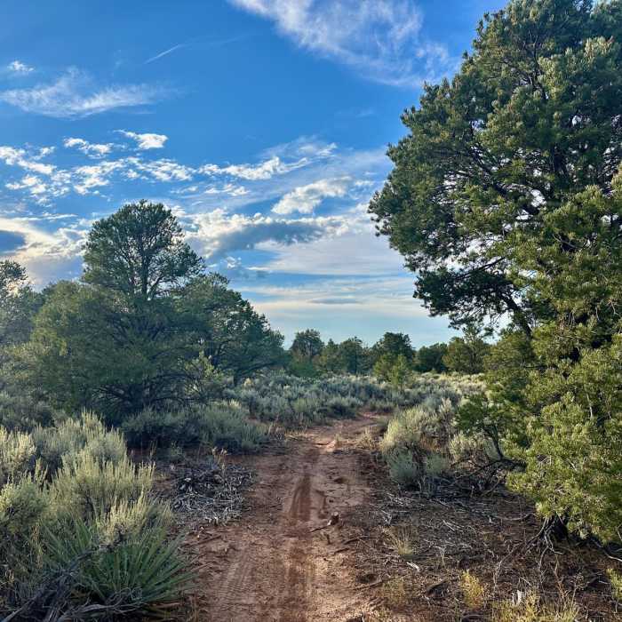 Near Cedar Post Loop