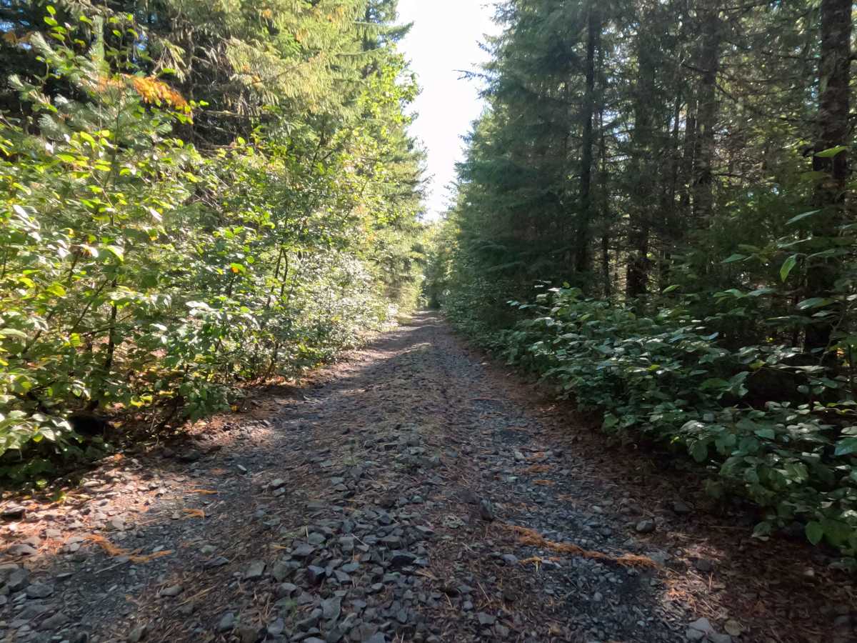 Jackpine - FS 2588000 photo 4