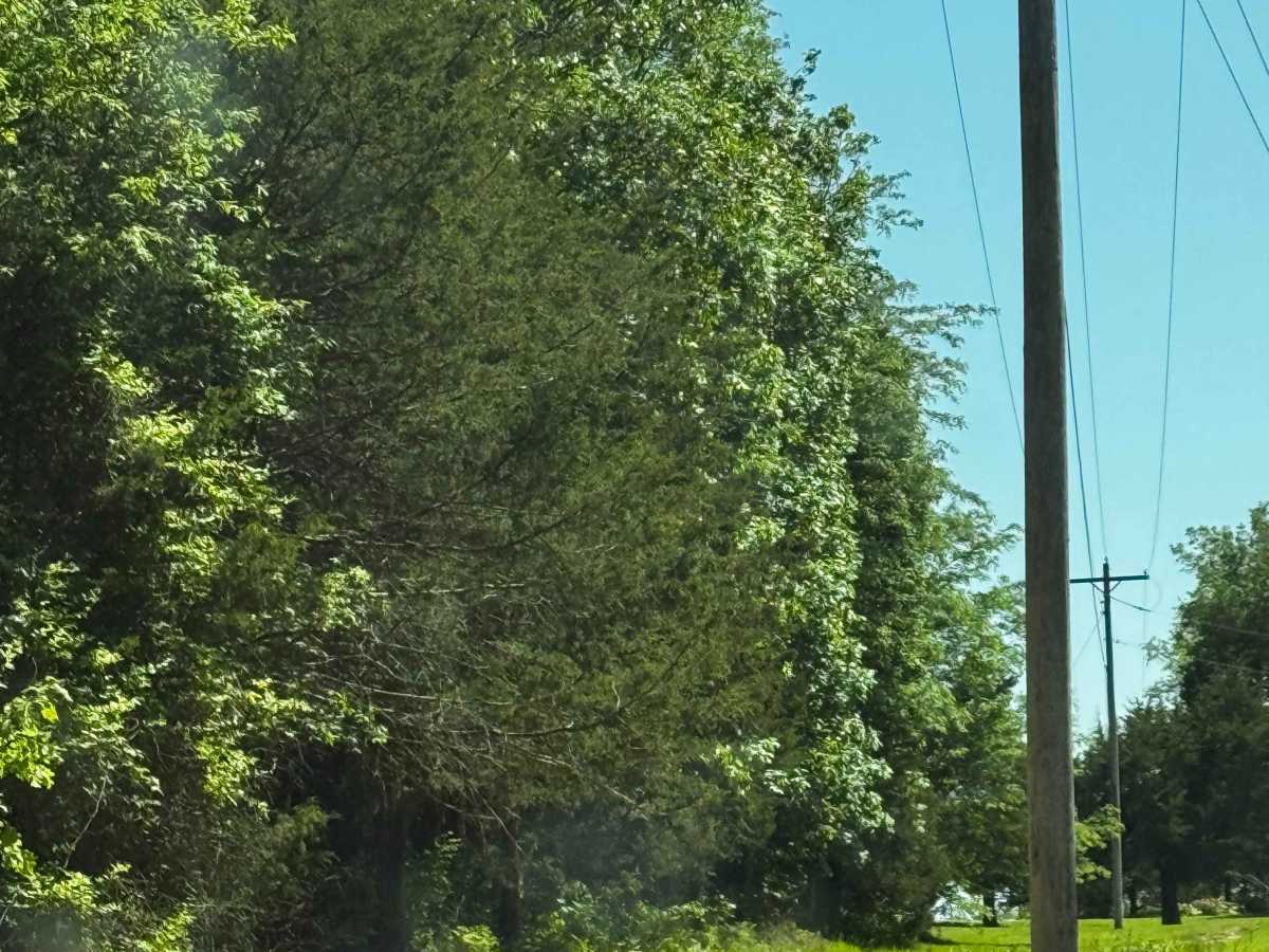 Powerlines photo 4