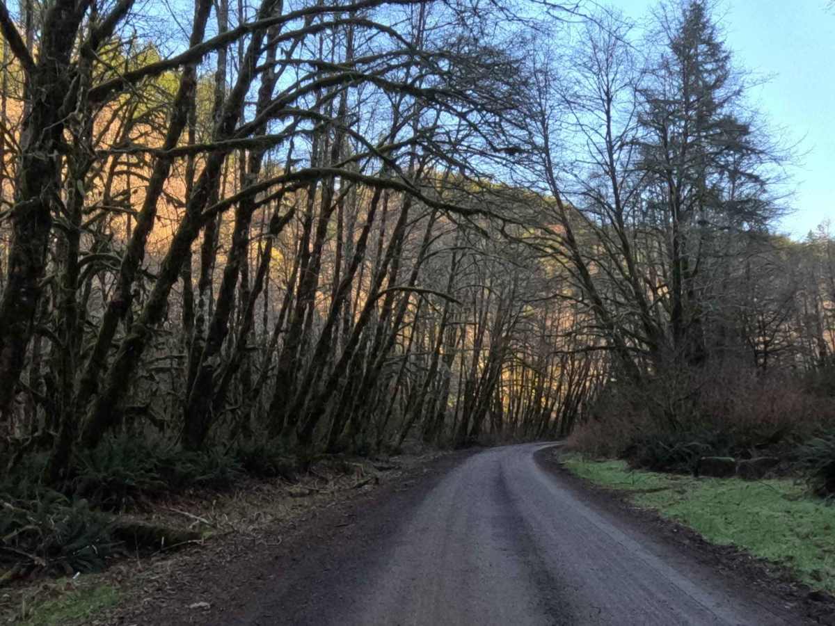 South Fork Trask River Road photo 6
