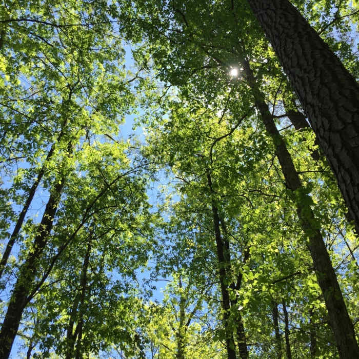 Young, vibrant forest along the Chattahoochee. Near Medlock Loop