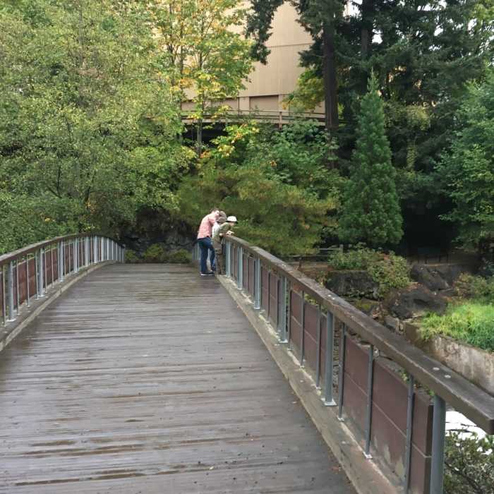 Near Tumwater Falls Loop