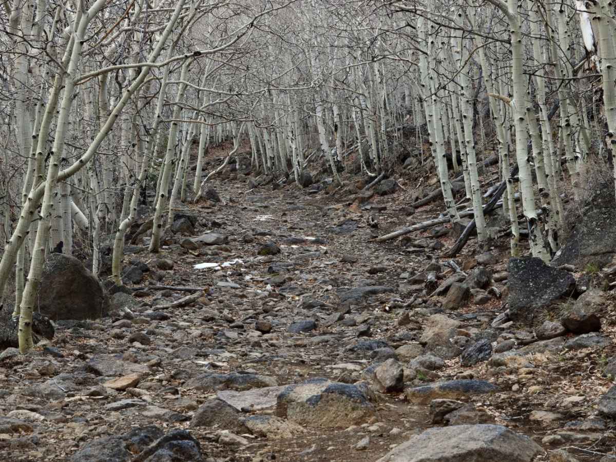 Chokecherry Point photo 4