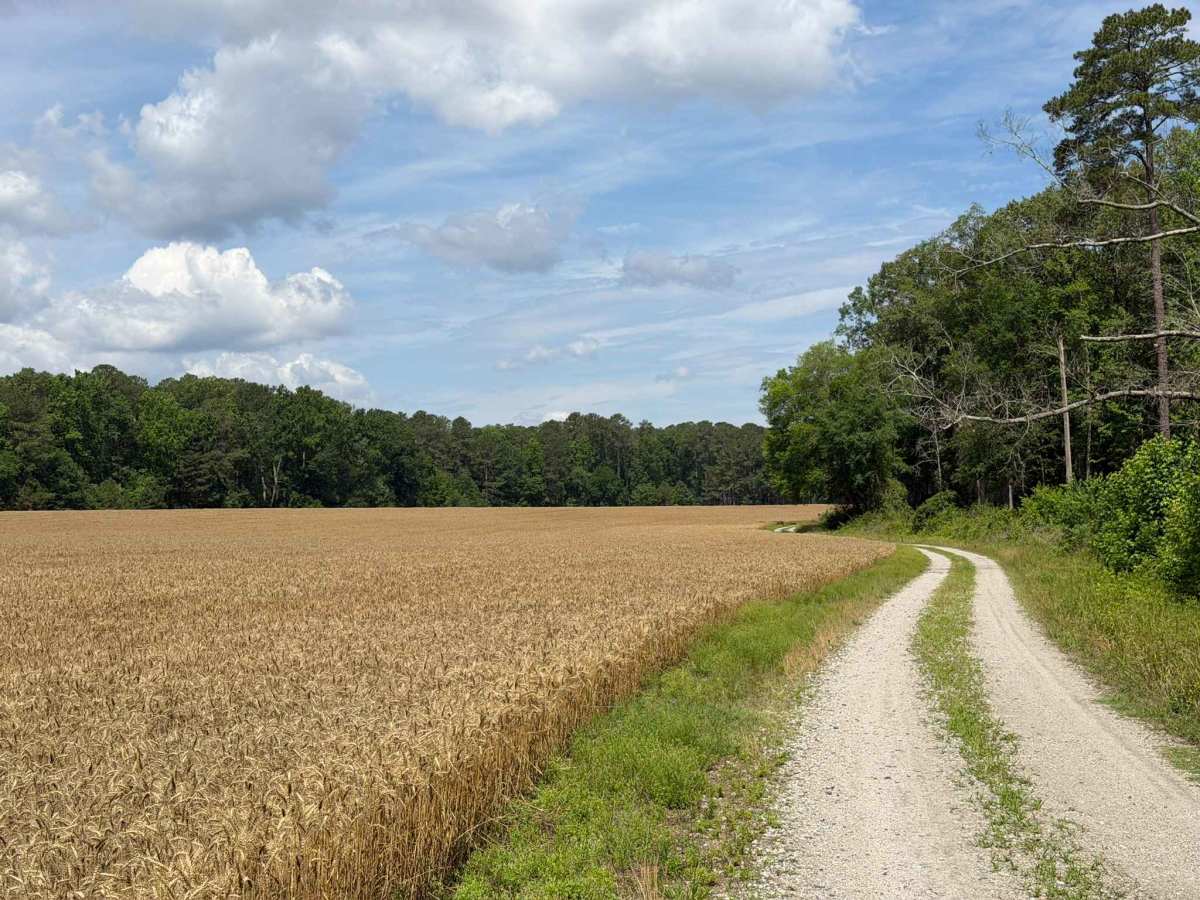 Gaddy Road photo 6