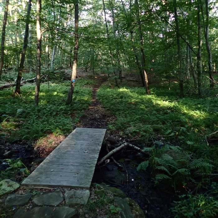 Near Blue Trail