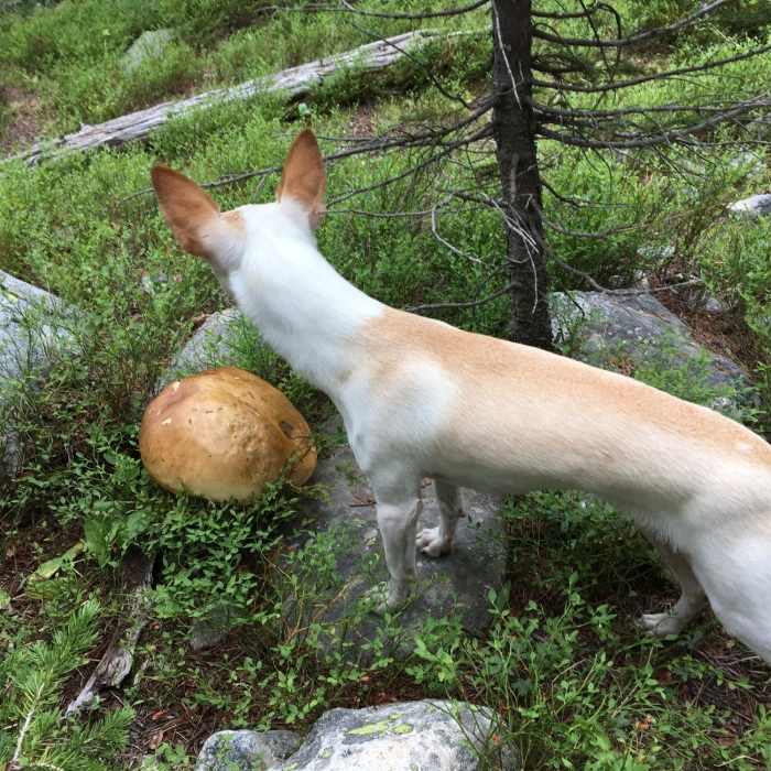 Near Elsa/Spear Lake Loop