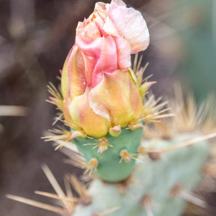 Near Razor Point Trail