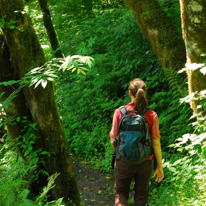Near Wilson River + Tillamook Forestry Center