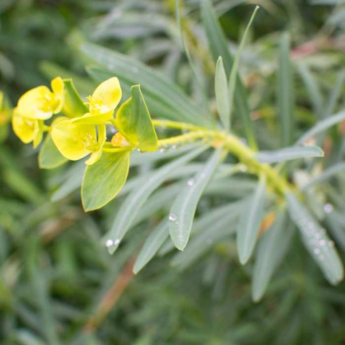 Near Sturtevant Falls
