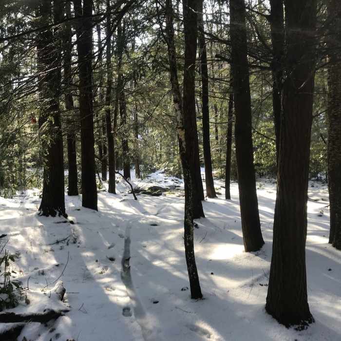 Near Hobblebush Trail