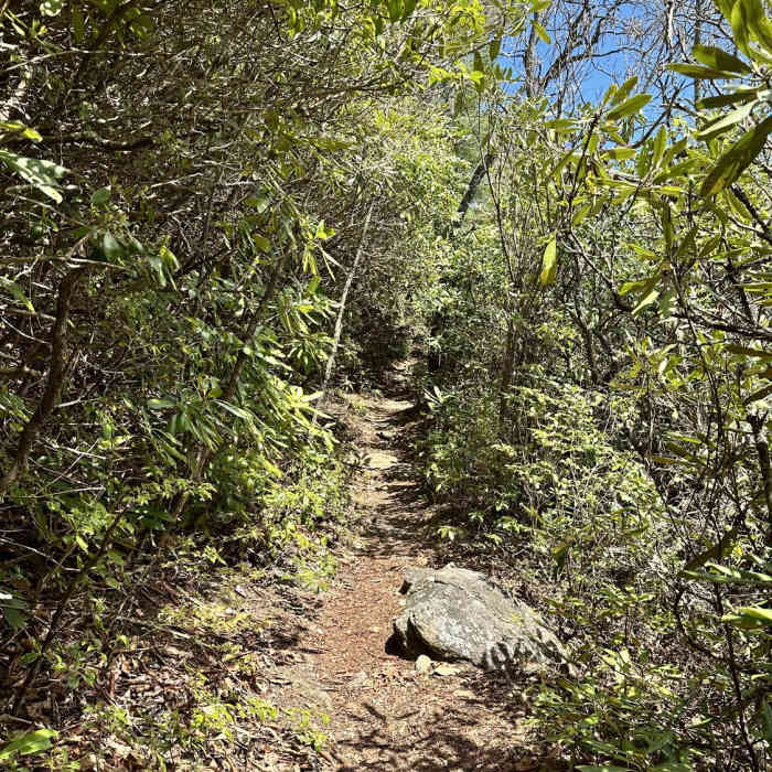 Near Scaly Mountain via Bartram Trail