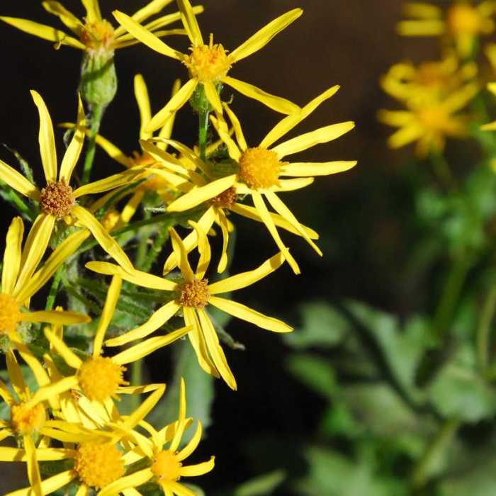 Near Broken Top Crater Hike