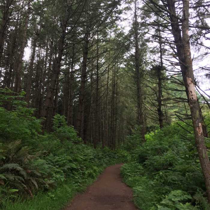 Near Alamere Falls via Coast Trail from Palomarin Trailhead