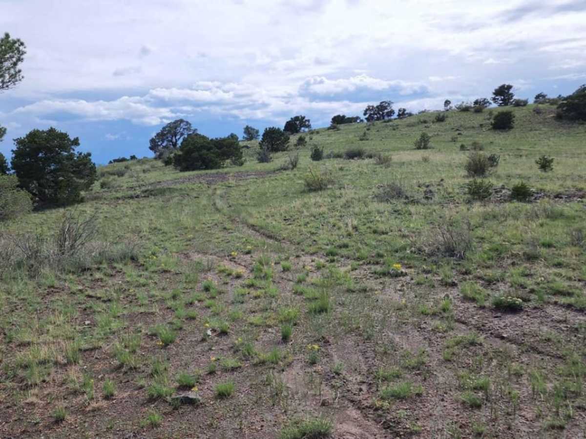 Pinon Cut Off photo 4