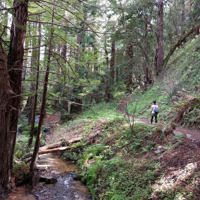 Near Soberanes Canyon Loop