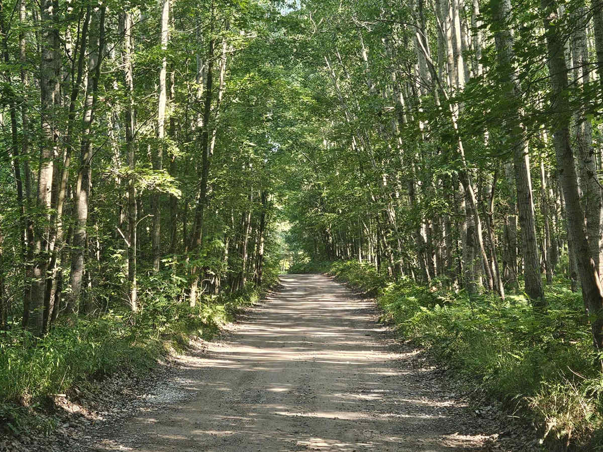 Bo's Trail trail photo